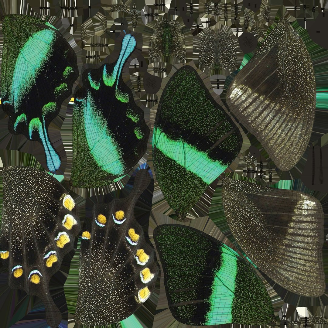 butterfly monarch 3D model https://p.turbosquid.com/ts-thumb/WB/o9vQwV/rmO36WSc/greenpapilio_uv/jpg/1596266749/1920x1080/fit_q87/9c3fae75cbf31222be872cdcb5438704aa821d53/greenpapilio_uv.jpg