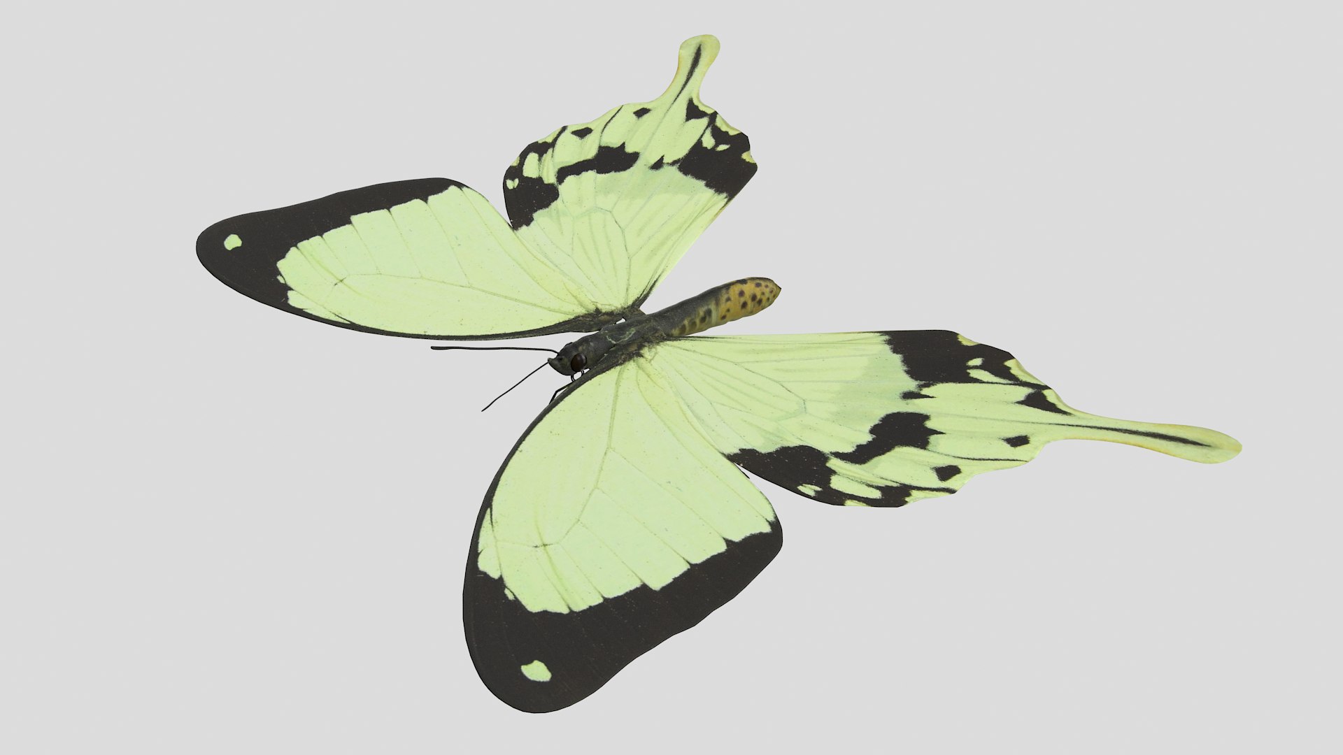 butterfly monarch 3D model https://p.turbosquid.com/ts-thumb/WB/o9vQwV/tihcqWJo/paperhandkerchief_r2/png/1596266769/1920x1080/fit_q87/8c64e6eea69c749f0fa8ff1a9817393efd3e41be/paperhandkerchief_r2.jpg