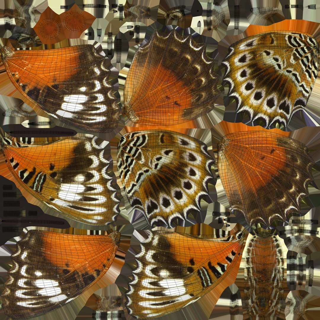 butterfly monarch 3D model https://p.turbosquid.com/ts-thumb/WB/o9vQwV/tlYWNOC6/redlacewing_uv/jpg/1596266795/1920x1080/fit_q87/019fd95fd85b5f7ddb1fe7b0a7b1ef760ecfaca2/redlacewing_uv.jpg