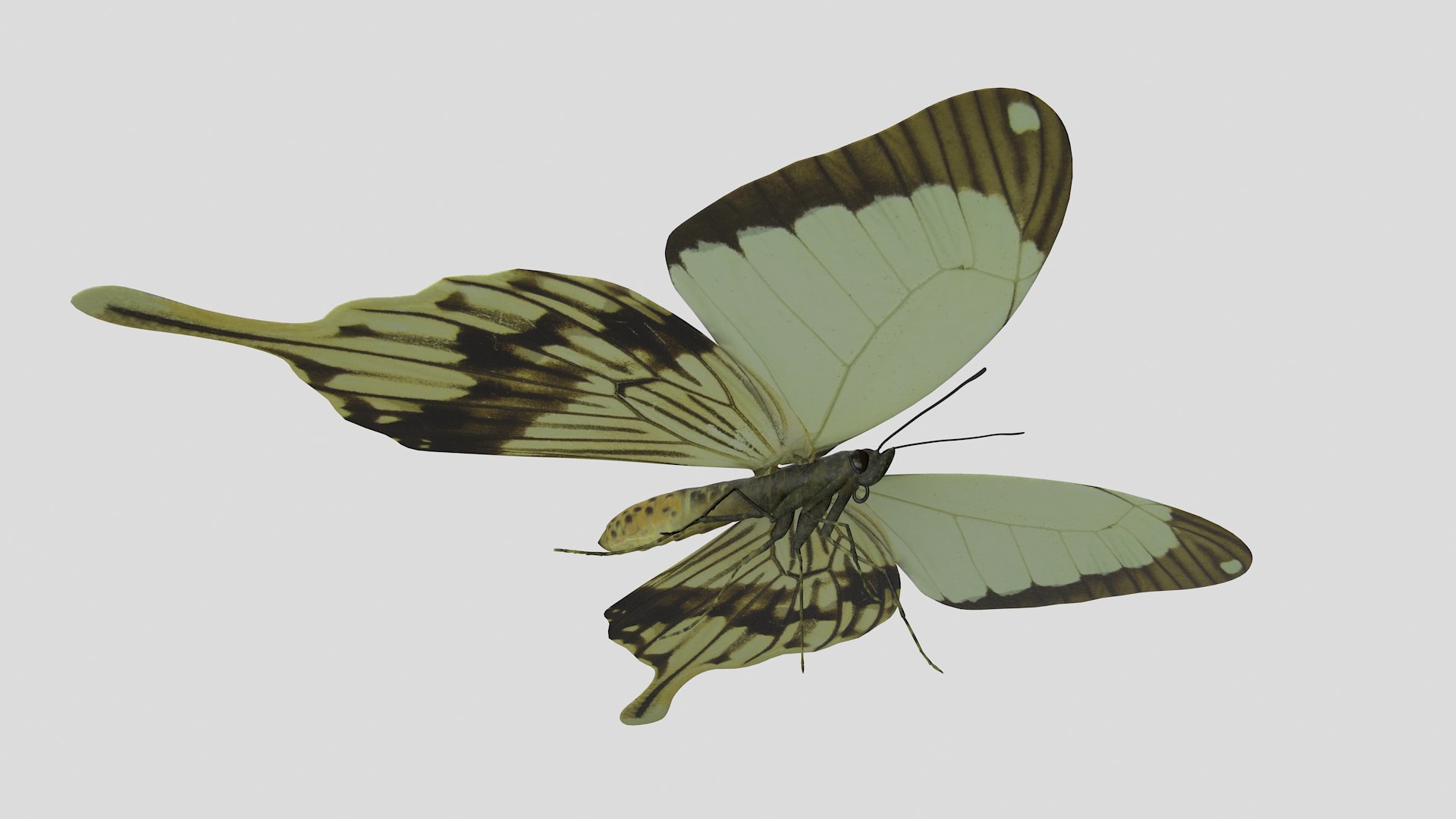 butterfly monarch 3D model https://p.turbosquid.com/ts-thumb/WB/o9vQwV/wMVYhHux/paperhandkerchief_r3/png/1596266770/1920x1080/fit_q87/7614f677800b9e228515ec2ef3cf5806df6be6f9/paperhandkerchief_r3.jpg