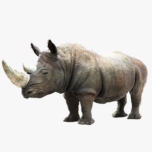 rhinoceros rhino 3d model