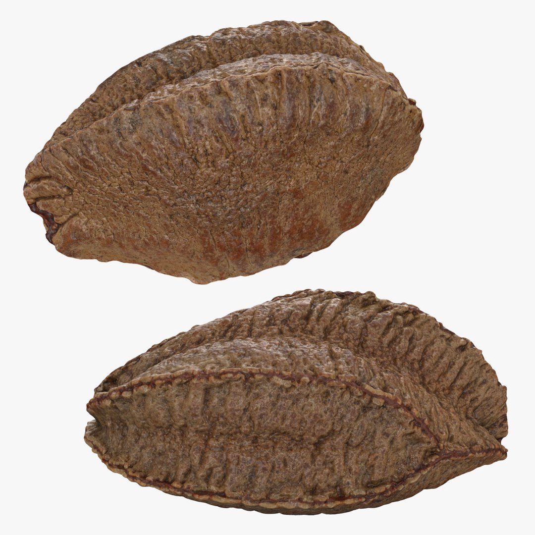 3D Brazil Nut In Shell Collection Model - TurboSquid 2299835
