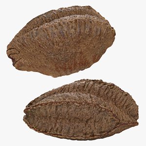 3D Brazil Nut in Shell Collection model
