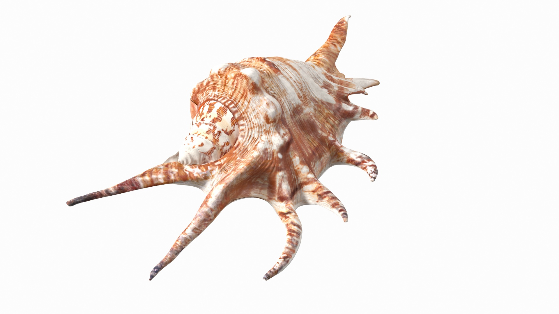 3D Lambis Truncata Shell https://p.turbosquid.com/ts-thumb/WB/uNh9gA/EJ/lambis_truncata_shell_360/jpg/1666183239/1920x1080/turn_fit_q99/3e045d014f7c80710778cc8251289448b7dfb73d/lambis_truncata_shell_360-1.jpg