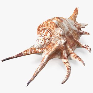 3D Lambis Truncata Shell