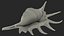 3D Lambis Truncata Shell