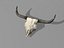 longhorn