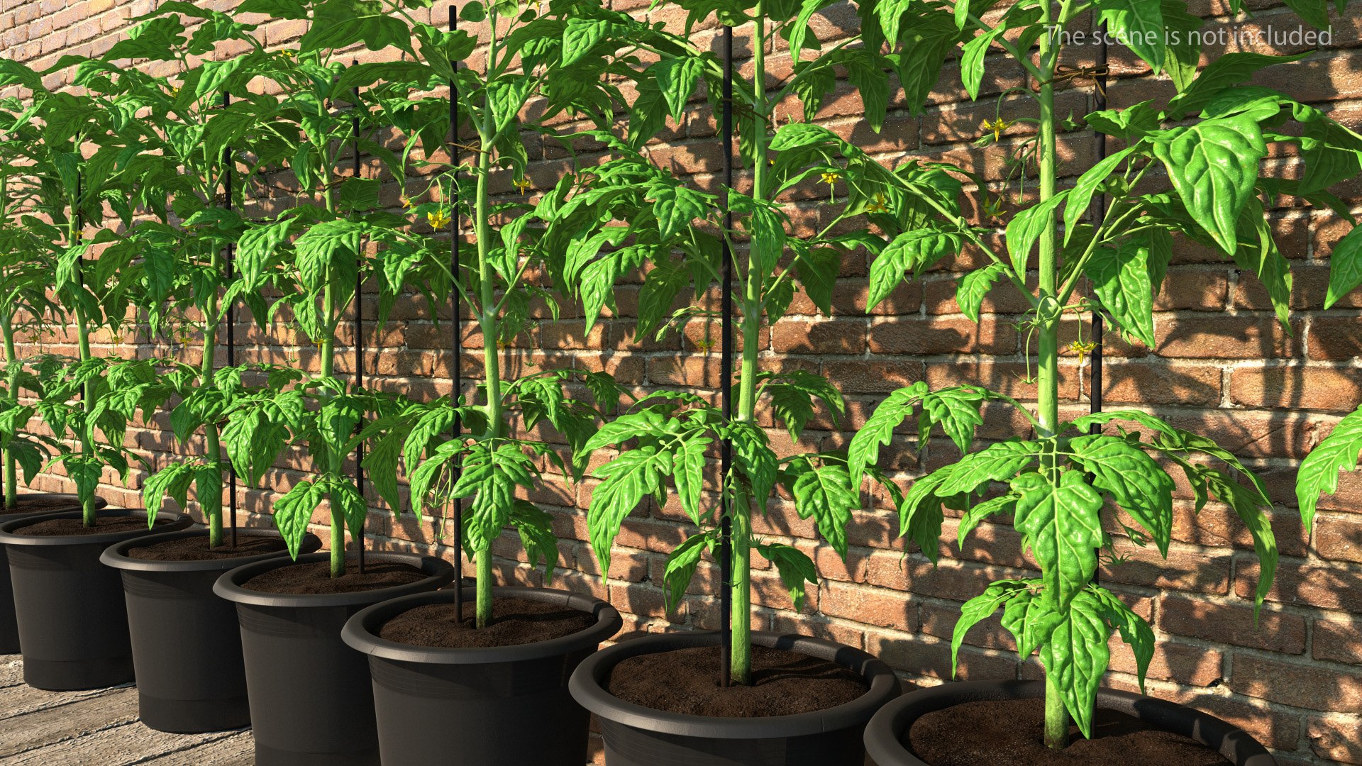 Tomato Plant Pot with Flowers Fur 3D model preview