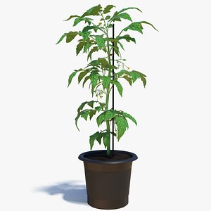 3D tomato plant pot flowers