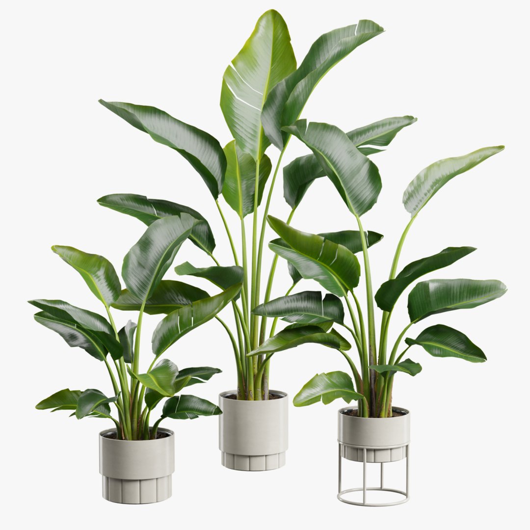 3D model Strelitzia Nicolai Plant Set https://p.turbosquid.com/ts-thumb/WC/FcHETy/2b/previewimage_ts_0000/jpg/1721792381/1920x1080/fit_q87/a1327aabf2cbd6c55e156219c4e2250f0921ec1b/previewimage_ts_0000.jpg