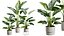 ストレリチア ニコライ 植物セット