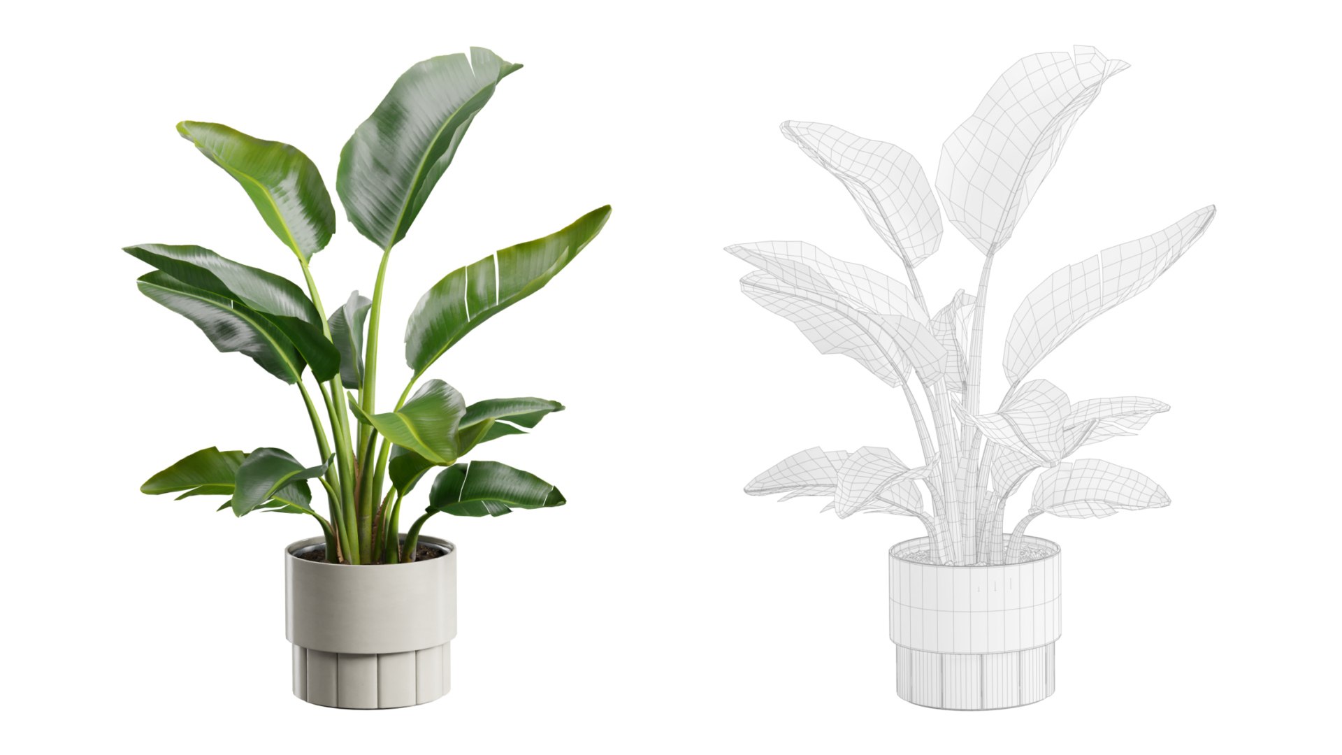 3D model Strelitzia Nicolai Plant Set https://p.turbosquid.com/ts-thumb/WC/FcHETy/E7/preview09_ts_0000/jpg/1721792379/1920x1080/fit_q87/59074ab3da67275a59d631455e58962c7a18d263/preview09_ts_0000.jpg