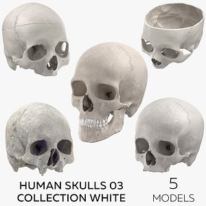 Human Skulls 03 Collection White 3D model