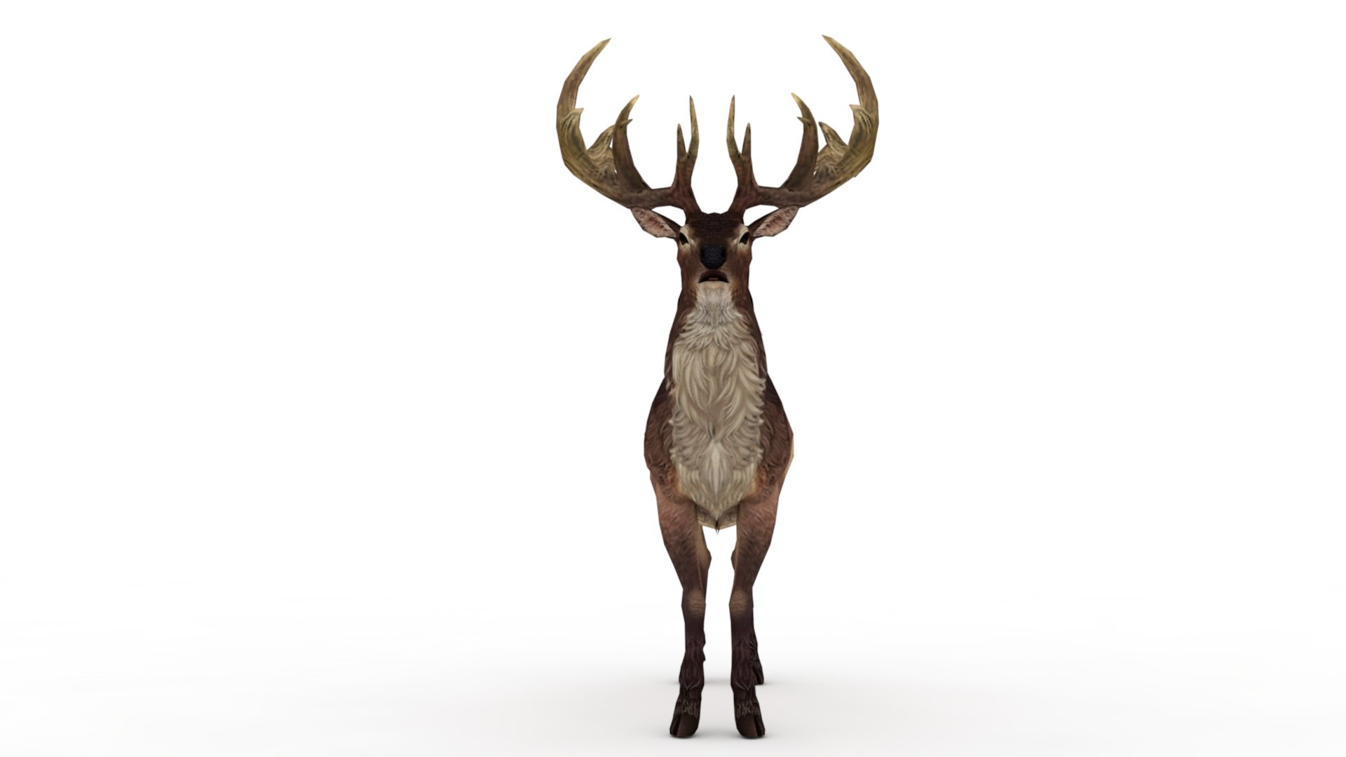 3D Musk deer https://p.turbosquid.com/ts-thumb/WC/UiFhQJ/4O/dfs0005/jpg/1656160232/1920x1080/fit_q87/871b6eb50e1daa41059e64ae61ed421252791dd9/dfs0005.jpg