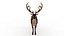 Musk deer