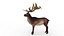 Musk deer