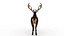 Musk deer