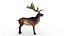 Musk deer