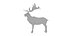 Musk deer