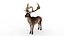 Musk deer