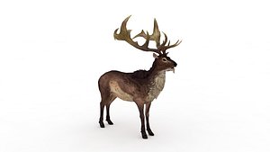 Musk deer