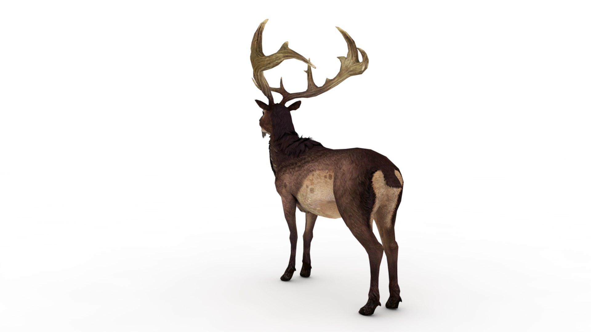 3D Musk deer https://p.turbosquid.com/ts-thumb/WC/UiFhQJ/lI/dfs0008/jpg/1656160233/1920x1080/fit_q87/59a9d6fcaf26ba6e344bf56550c0125fc6c05724/dfs0008.jpg