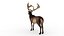 Musk deer