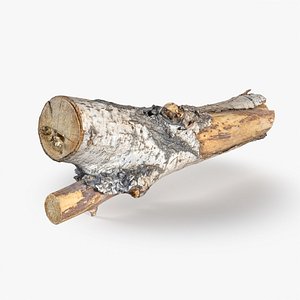 3D Tree Bark Scanned 6 StemCell