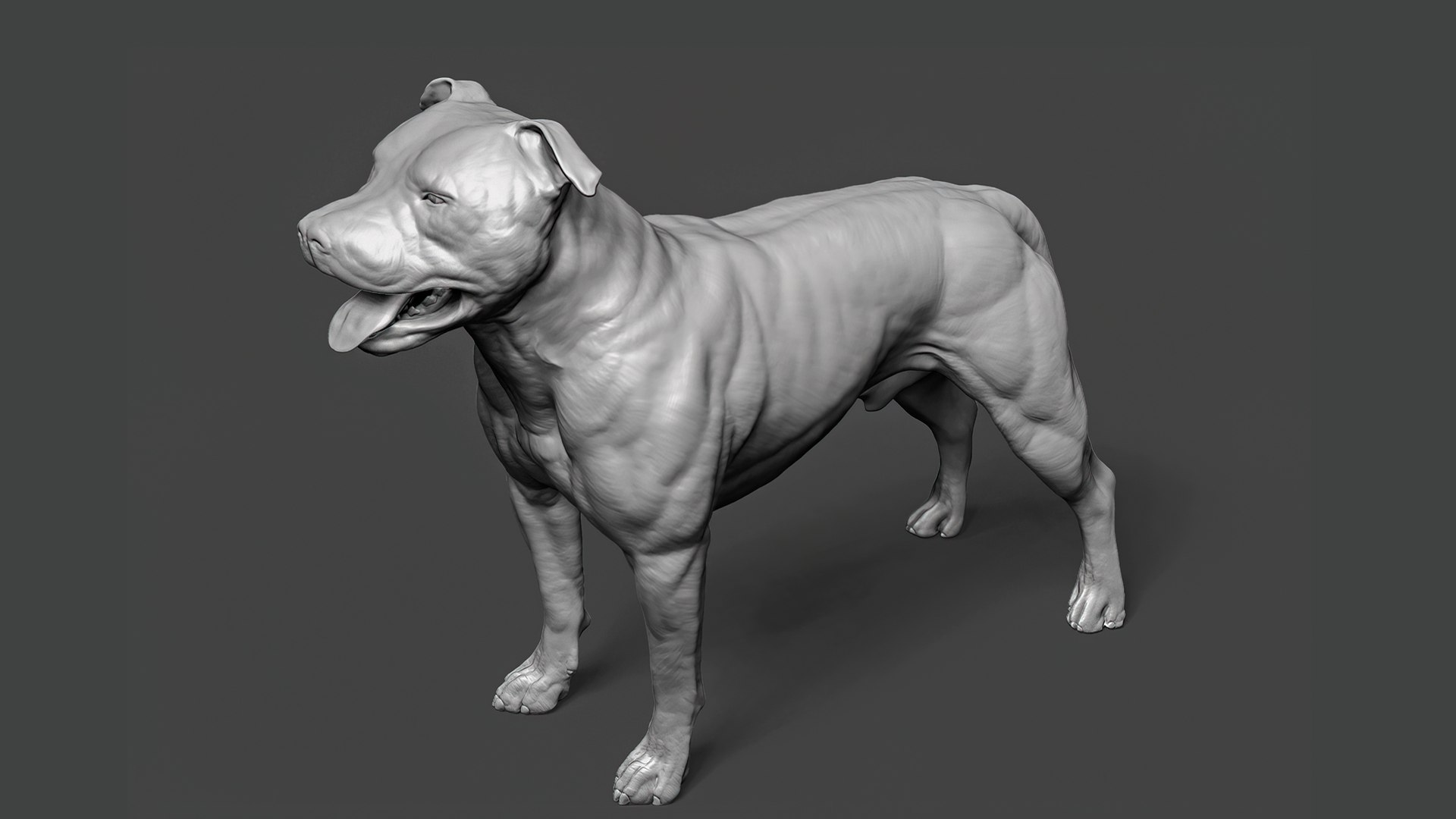 PIT BULL DOG MANNEQUIN (MA-DOG-PIT/SWHT)