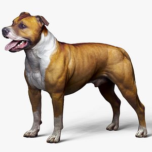 American pit bull terrier
