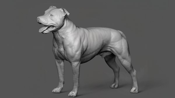 Dog american pit bull model - TurboSquid 1404189