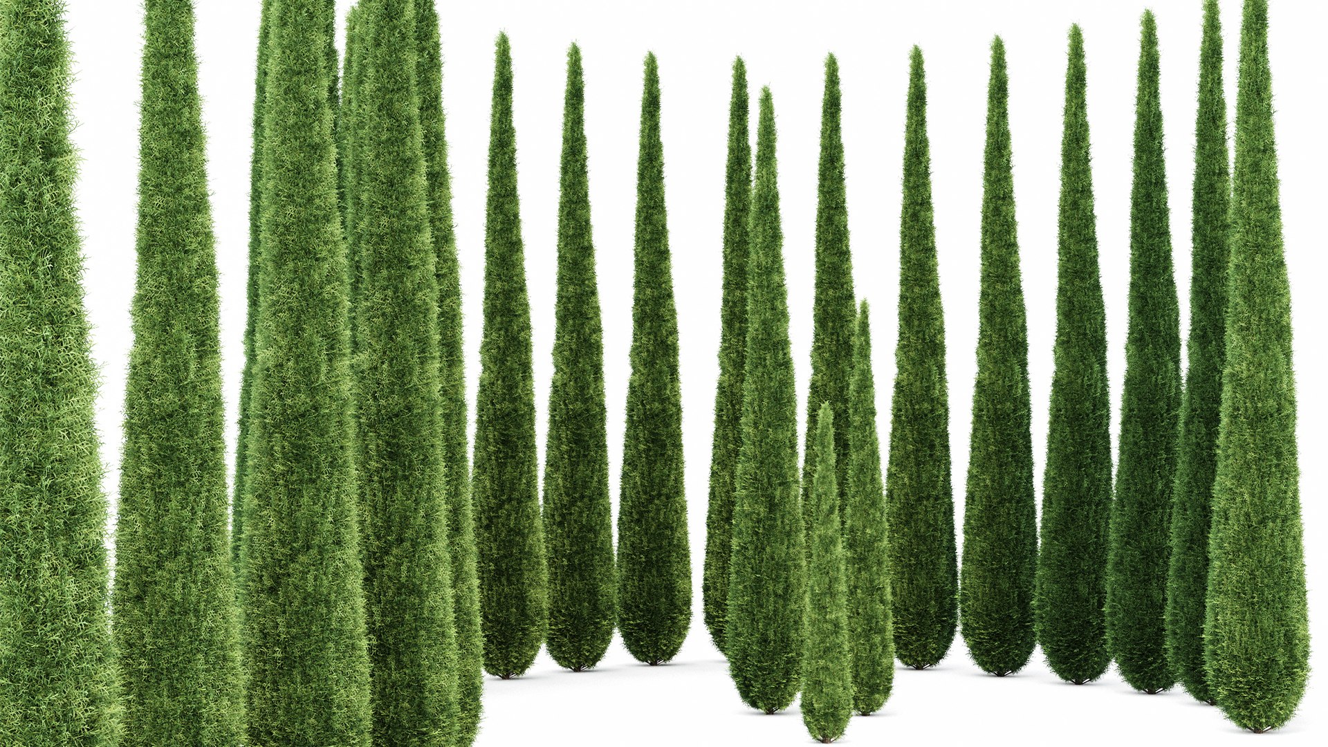 3D Caragh Nurseries Cupressus Sempervirens Pyramidalis Italian Cypress ...