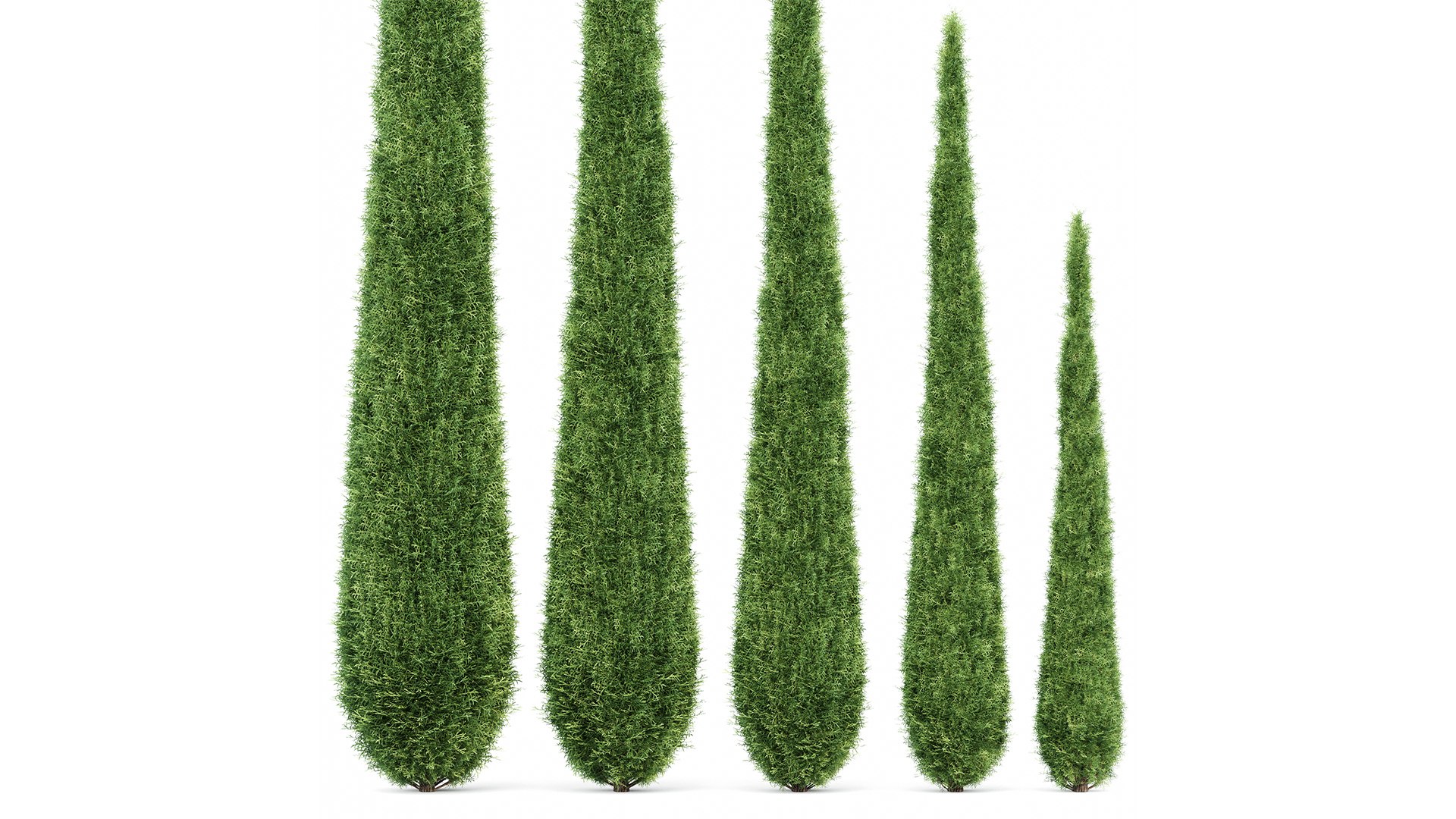 3D Caragh Nurseries Cupressus Sempervirens Pyramidalis Italian Cypress ...