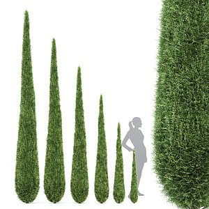 3D Caragh Nurseries Cupressus sempervirens pyramidalis Italian Cypress Pencil Cypress model
