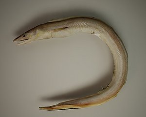 eel 3d model