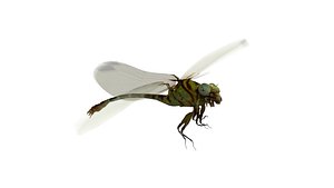 3d model dragonfly