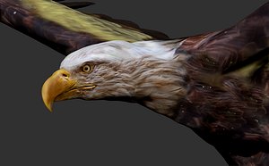 eagle flying 3D