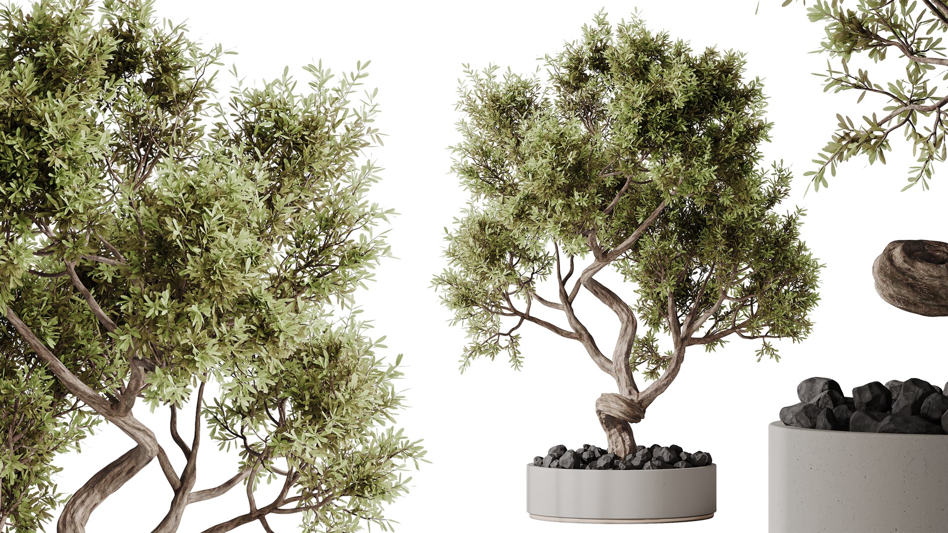 AV Indoor Plants Set 478 Ficus Cane Dragon Bonsai Coconut Palm model https://p.turbosquid.com/ts-thumb/WD/E2GPpc/09/03/png/1783320982/1920x1080/fit_q87/51d93b8dd8670df64688c7873431857c1aafc24a/03.jpg