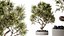 Set di piante da interno AV 478 Ficus Cane Dragon Bonsai Palma da cocco