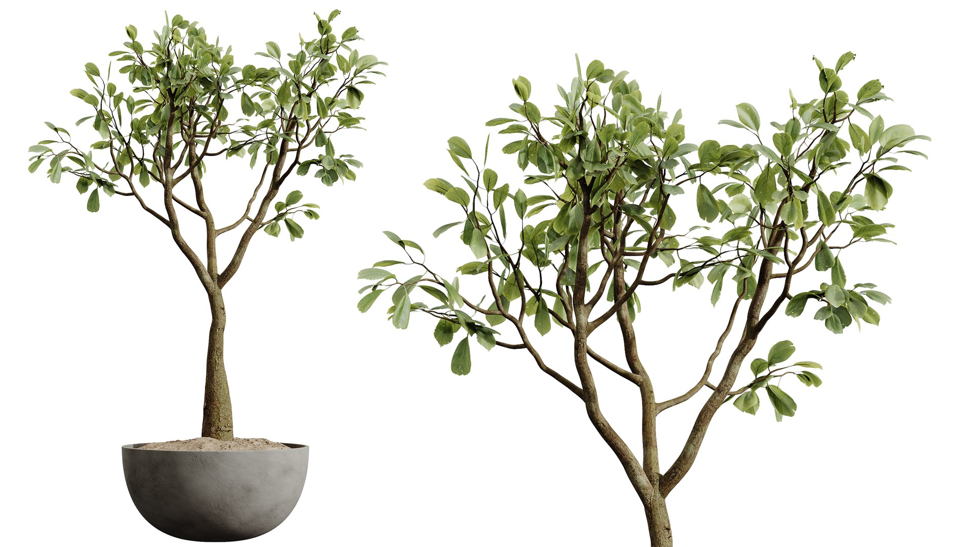 AV Indoor Plants Set 478 Ficus Cane Dragon Bonsai Coconut Palm model https://p.turbosquid.com/ts-thumb/WD/E2GPpc/0C/02/png/1783320980/1920x1080/fit_q87/1e1d5bf428aa28ae6e2134275c108991f4281deb/02.jpg