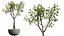 Set di piante da interno AV 478 Ficus Cane Dragon Bonsai Palma da cocco