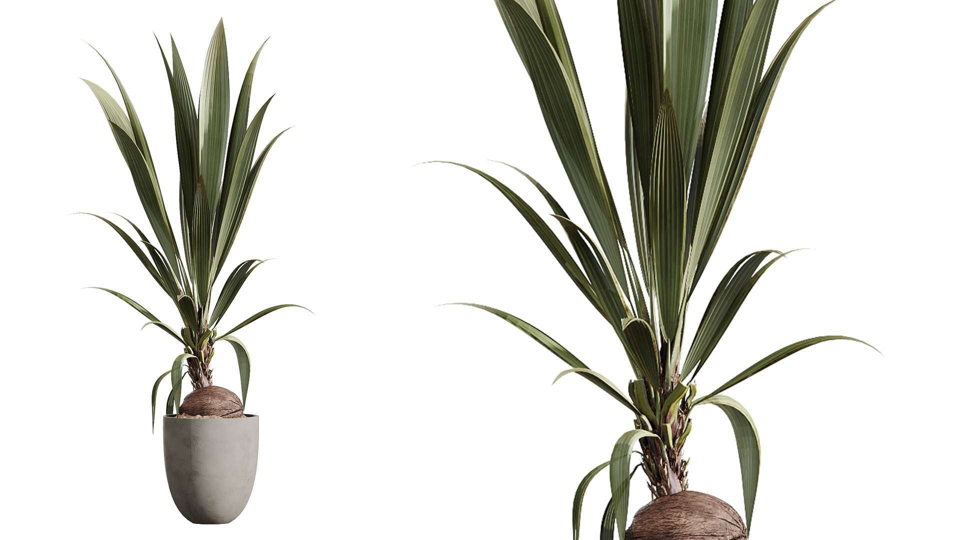 AV Indoor Plants Set 478 Ficus Cane Dragon Bonsai Coconut Palm model https://p.turbosquid.com/ts-thumb/WD/E2GPpc/9L/06/png/1783320983/1920x1080/fit_q87/765a2bedf23feea18baae5508941ace65dad2fbf/06.jpg