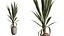 Set di piante da interno AV 478 Ficus Cane Dragon Bonsai Palma da cocco
