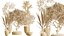 Set di piante da interno AV 478 Ficus Cane Dragon Bonsai Palma da cocco