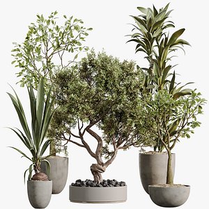 AV Indoor Plants Set 478 Ficus Cane Dragon Bonsai Coconut Palm model