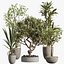 Set di piante da interno AV 478 Ficus Cane Dragon Bonsai Palma da cocco