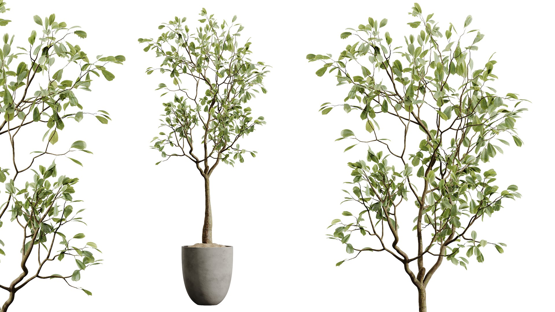 AV Indoor Plants Set 478 Ficus Cane Dragon Bonsai Coconut Palm model https://p.turbosquid.com/ts-thumb/WD/E2GPpc/Wl/05/png/1783320982/1920x1080/fit_q87/34583d889b4786ef676d59c047dd7381221aac24/05.jpg