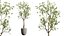 Set di piante da interno AV 478 Ficus Cane Dragon Bonsai Palma da cocco