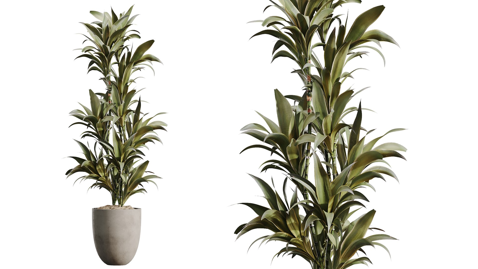 AV Indoor Plants Set 478 Ficus Cane Dragon Bonsai Coconut Palm model https://p.turbosquid.com/ts-thumb/WD/E2GPpc/zL/04/png/1783320981/1920x1080/fit_q87/df4c8396c0581e8f5f5664df6cf1f87bb89b14ed/04.jpg