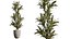 Set di piante da interno AV 478 Ficus Cane Dragon Bonsai Palma da cocco